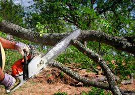 Best Tree Removal Service  in Bayou Vista, LA