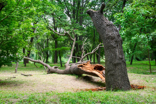 Best Tree Removal Service  in Bayou Vista, LA