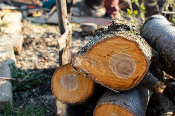 Best Tree Trimming and Pruning  in Bayou Vista, LA